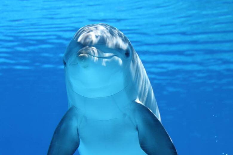Ponad sto delfinów nie żyje. Ciała pływają po Amazonce w Brazylii