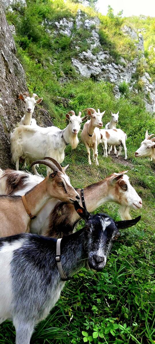 W gospodarstwie Jarosława i Agnieszki Strusińskich z roku na rok przybywa kóz. Obecnie stado liczy 24 kozy