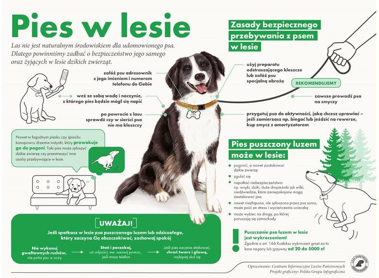 Lasy Państwowe opublikowały infografikę, podpowiadającą turystom, jak należy przygotować psa do wycieczki po lesie.