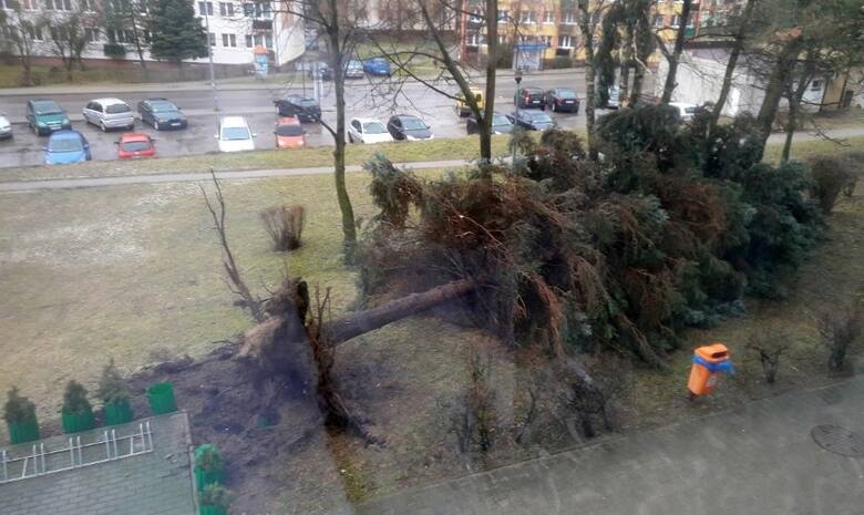 Drzewo przewróciło się przy ulicy Ceglanej w Brodnicy.