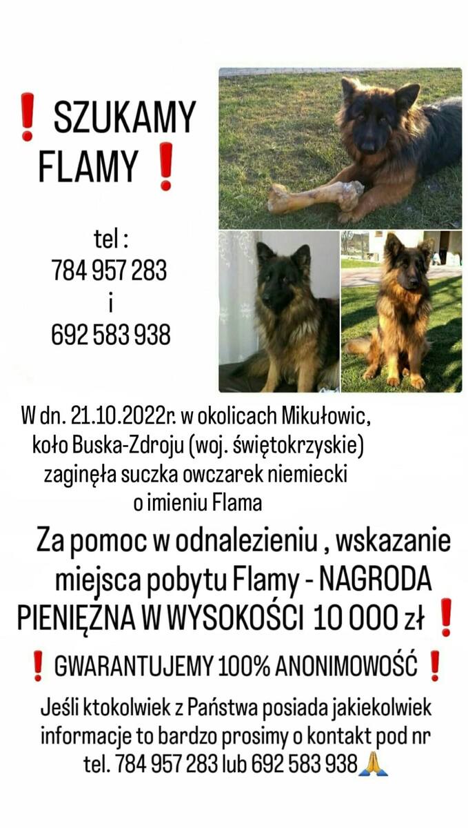 Krzysztof Jackowski na prośbę właścicieli zaangażował się w poszukiwania Flamy. Jak wygląda pies, za którego znalezienie wyznaczono nagrodę wysokości