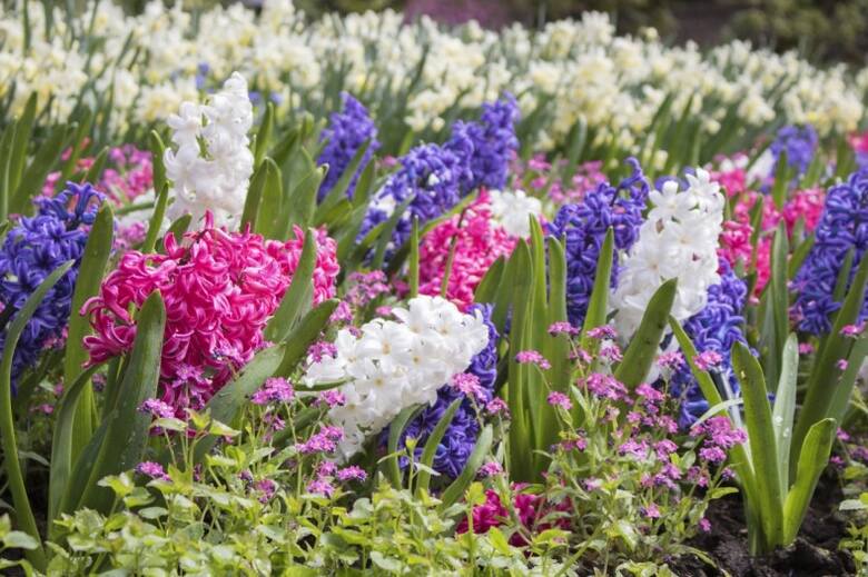 Większość roślin wystarczy zasilić przed kwitnieniem, ale hiacynty warto nawozić także podczas kwitnienia.