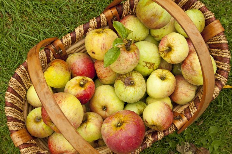 Dieta jabłkowa wymaga jedzenia dużych ilości jabłek - warto, by były to owoce ekologiczne lub z naturalnych upraw, najlepiej prostu z sadu, a nie - z