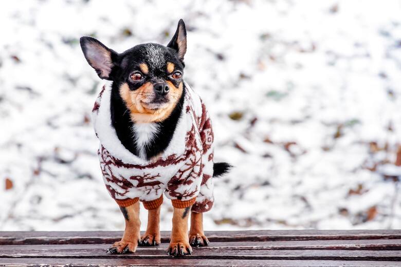 pies w ciepłym sweterku