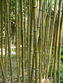 Bambus złotobruzdowy "Spectabilis" to jedna z piękniejszych odmian bambusa i w dodatku odporna na mróz.