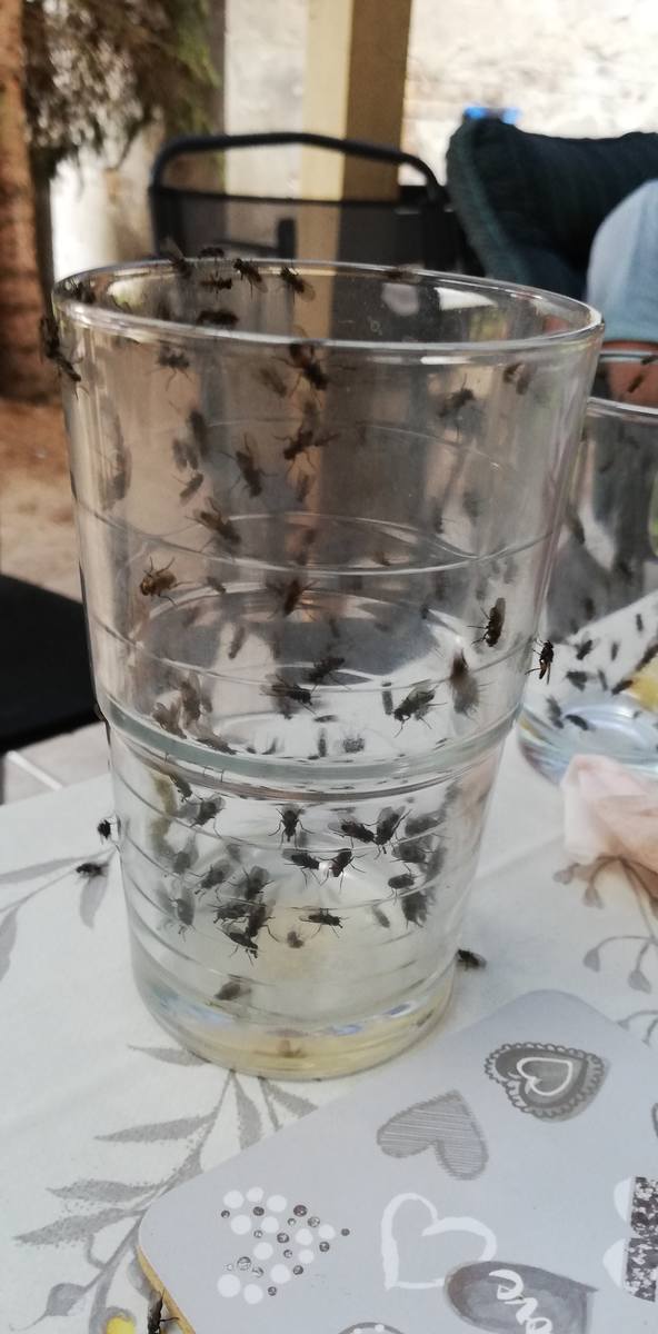 Mieszkańcy Pyrzan i Białczyka od lat nie mogą się pozbyć ogromnej ilości much