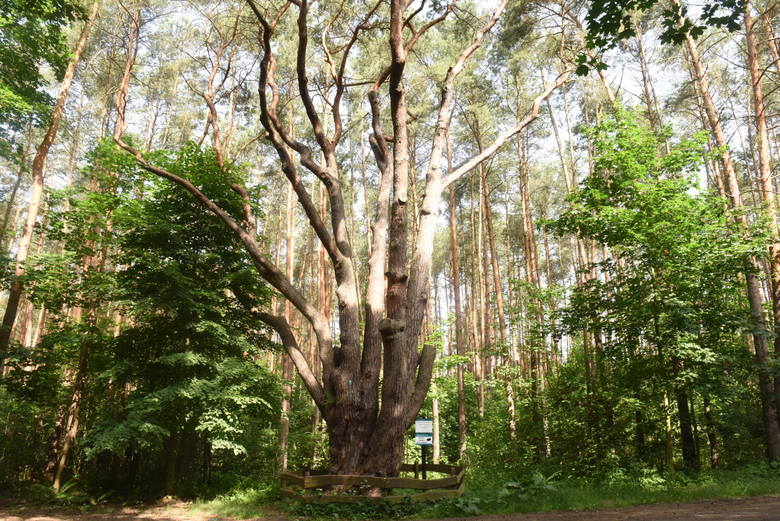 Pomnik przyrody - sosna zwyczajna Waligóra, licząca 170 lat. 