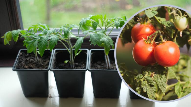 Przygotowanie sadzonek pomidorów trzeba zacząć już pod koniec zimy.