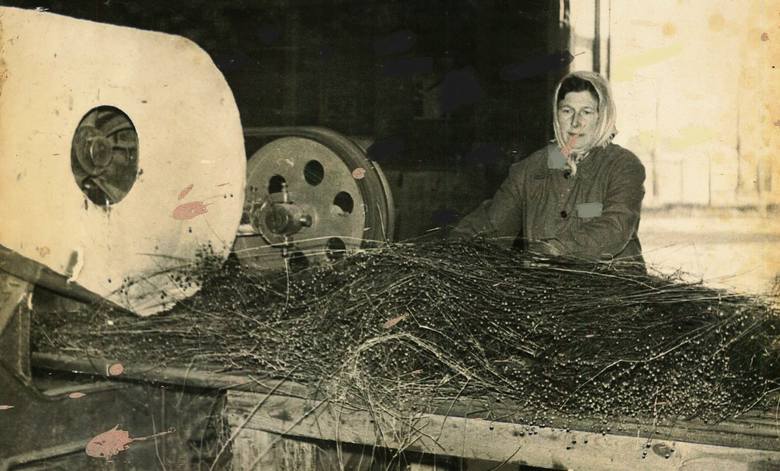 Niejeden ręcznik lub obrus miał swój początek w Nędzy. W roszarni przetwarzano słomę lnianą na włókna, które później służyły do produkcji nici, tkanin, czy sznurów.