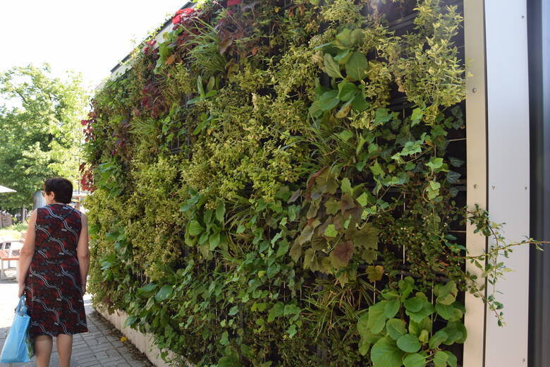 Zielona ściana na przystanku MZK w Zielonej Górze