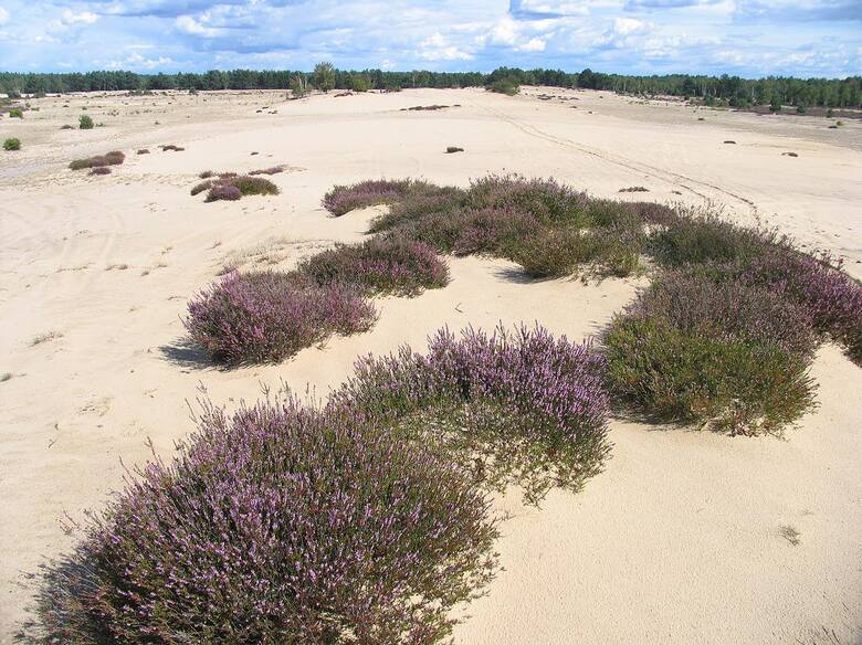 Hałdy piachu na Pustyni Kozłowskiej