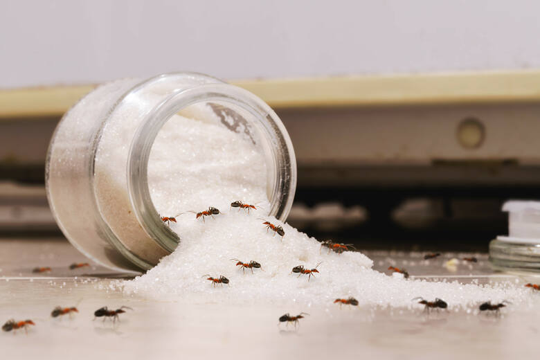 rozsypany cukier na stole chodzące po nim mrówki
