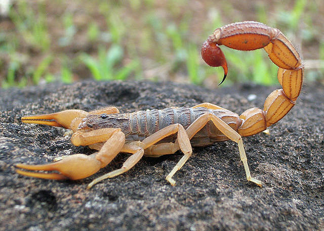 <strong>Skorpion</strong><br />  <br /> <br /> Skorpiony odpowiadają nawet za 5000 śmiertelnych ofiar rocznie. Spośród kilku tysięcy gatunków zaledwie 25 jest jadowitych. Jedną z bardziej niebezpiecznych odmian jest skorpion żółty. 