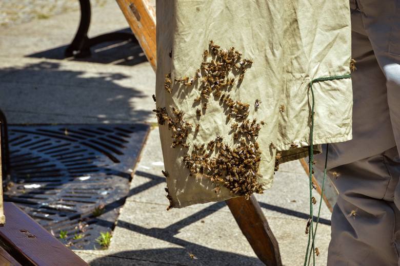 Rój pszczół w centrum Skierniewic