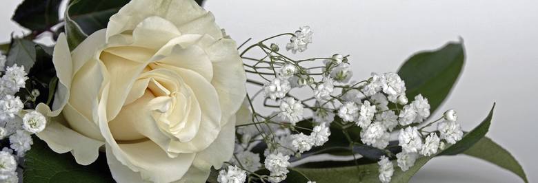 biała róża, kwiaty, kwiaty cięte, gipsówka