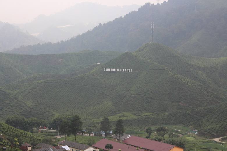 Ile właściwie warta jest herbata, za którą często płacimy krocie? Zobacz pola i wytwórnie herbaty w Malezji.