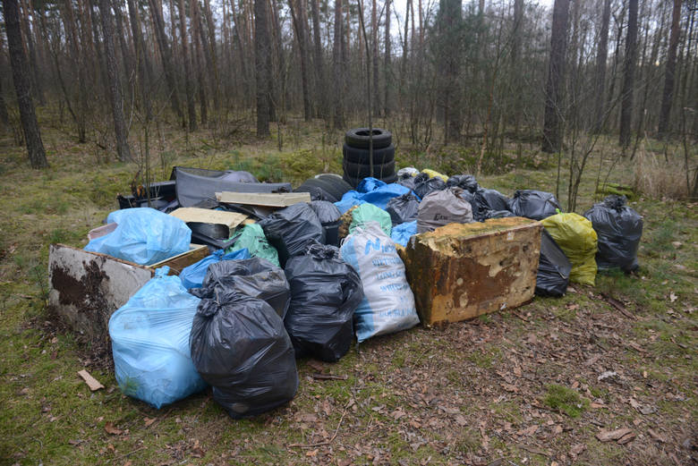 Znalezione przez nas składowisko śmieci w lesie na terenie Nadleśnictwa Sulechów było „podejrzanie” starannie posegregowane.
