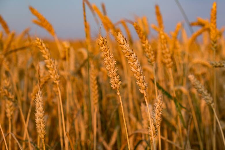 Kijów planuje pozwać Polskę, Słowację i Węgry za odmowę zniesienia embarga na ukraińskie produkty rolne.