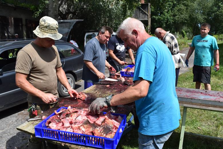  Kilka dni przed Świętem Karpia w Osiecznicy trzeba przygotować ryby. - Obrabiamy w sumie ok. 1,5 tony - mówi Bogdan Śnieżek