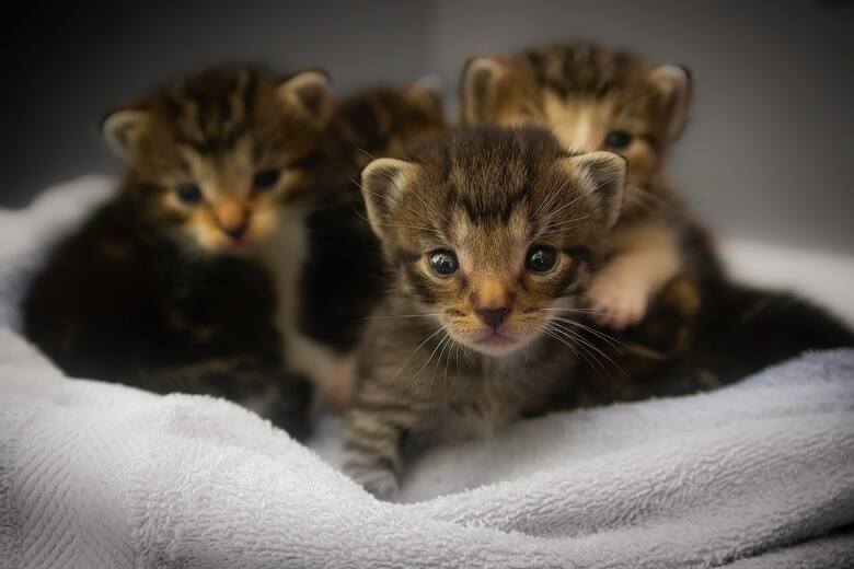 Aktywiści uratowali ponad tysiąc kotów. Wieziono je na handel mięsem