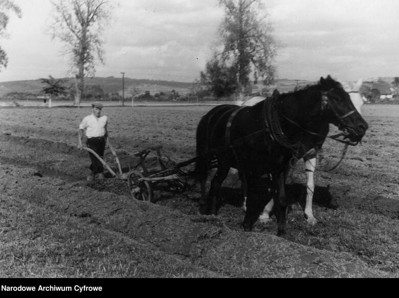 Rolnik podczas orki konnej. Zdjęcie wykonane w latach 1939-1945.