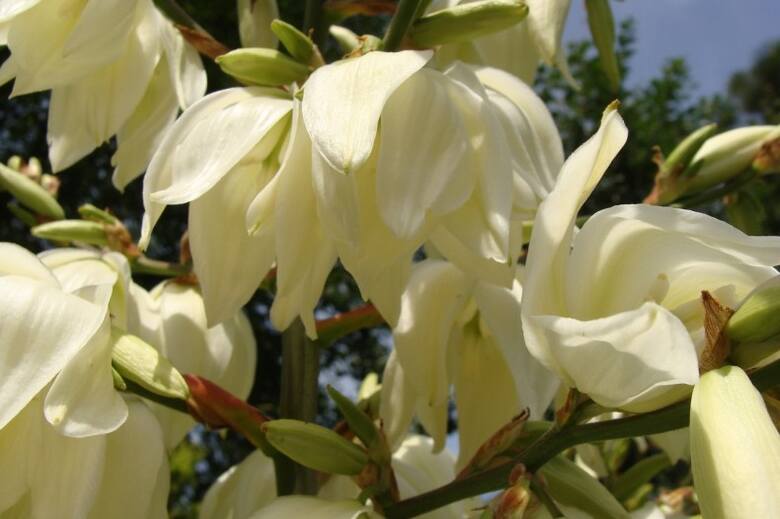 Kwiaty juki wyglądają bardzo egzotycznie, maja też delikatny i przyjemny zapach.