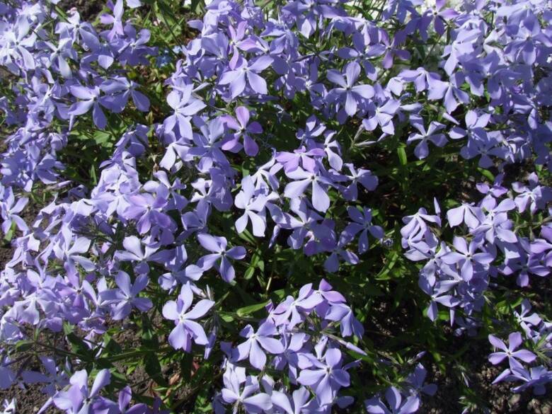 Bardzo oryginalny - niebieski - kolor mają kwiaty floksów kanadyjskich (Phlox divaricata)
