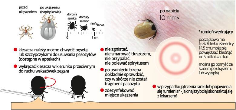 Inwazja pajęczaków żądnych krwi [infografika]