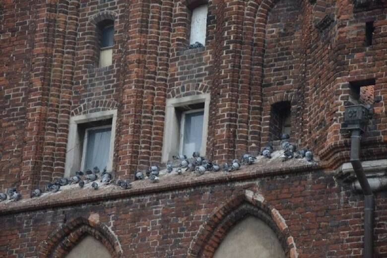 Gołębie od dawna traktują Ratusz jak swój dom. Ale najstarszy miejski zabytek nie może być dłużej wielkim gołębnikiem...