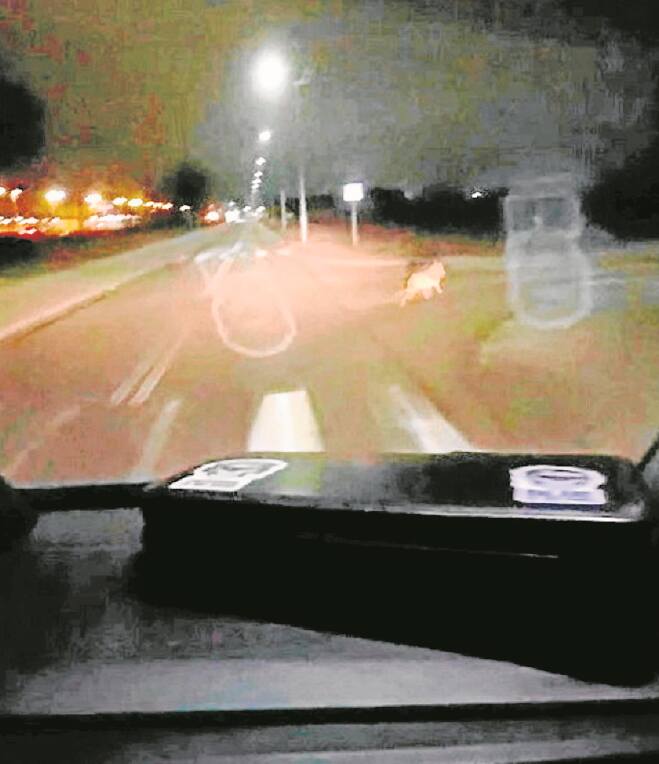 Patrol policji w Lęborku w nocy zaobserwował w mieście wilka, który biegł przez ulicę