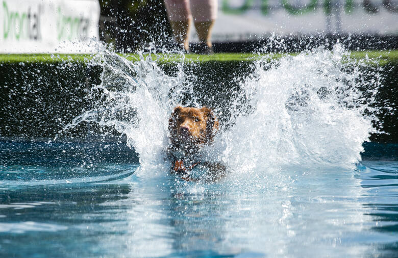 Niektóre psy kochają wodne kąpiele