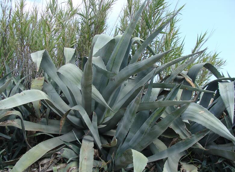 W Polsce agawę amerykańską uprawia się tylko w donicach, ale w krajach śródziemnomorskich rosną dziko (rośliny pochodzą z Meksyku, ale zadomowiły się