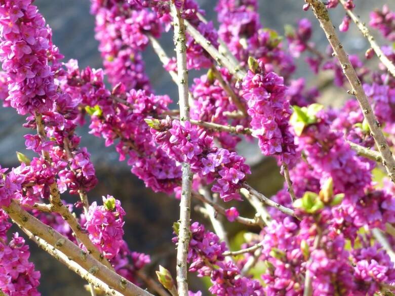 Wawrzynek ma piękne kwiaty, które pojawiają się na krzewach już w lutym/marcu.