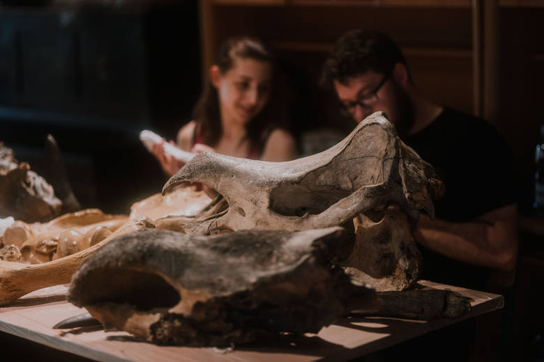 Piknik Paleontologiczny w gorzowskim Spichlerzu w ramach Dni Gorzowa, które odbyły się 14-16 czerwca 2019 r. Dzieci mogły zobaczyć szczątki zwierzęce