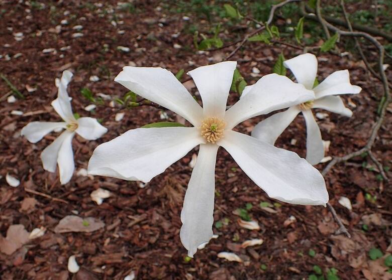 Współczesne drzewa z gatunku Magnolia kobus przypominają roślinę, która wyrosła z nasiona liczącego ok. 2 tysięcy lat.