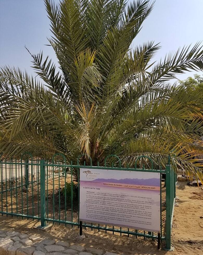Palma daktylowa Matuzalem, wyhodowana z nasiona liczącego ok. 2000 lat, a pochodzącego z pałacu Heroda Wielkiego.