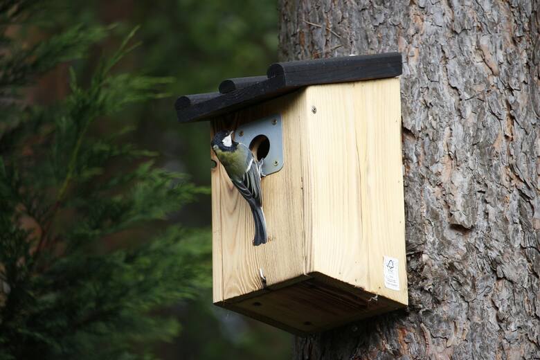Budkę lęgową dla ptaków można kupić lub zbudować samodzielnie. Ważne jest, by ją zawiesić przed początkiem marca, kiedy ptaki szukają miejsc na gnia