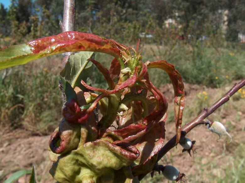 Kędzierzawość liści brzoskwini to groźna choroba. W jej zapobieganiu pomoże jesienny oprysk np. miedzianem.