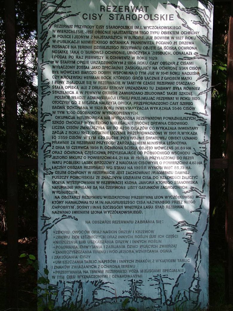 Jednym z najciekawszych miejsc w Borach Tucholskich jest rezerwat "Cisy Staropolskie im. Leona Wyczółkowskiego w Wierzchlesie", gminie Cekcyn.