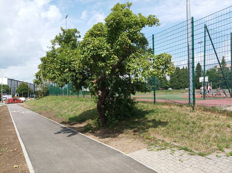 Przy budowie ścieżek rowerowych w Starachowicach udało sie uniknąć wycinki ponad 170 drzew. Wytną 47. Zobacz gdzie