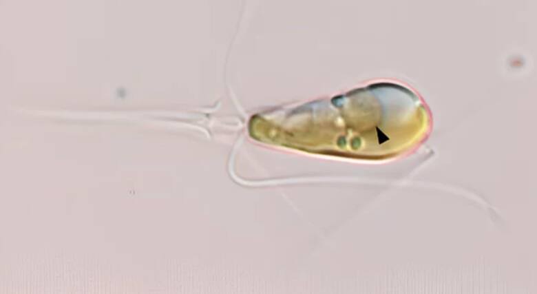 Naukowcy odkryli endosymbiozę pierwotną. Ostatni raz doszło do niej miliard lat temu