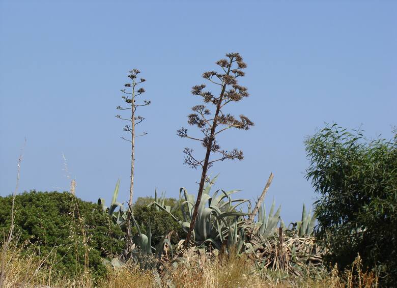 Pędy kwiatowe agawy są trwałe i pozostają jeszcze po tym, gdy kwity przekwitną. Łatwo je wypatrzeć na południu Europy.
