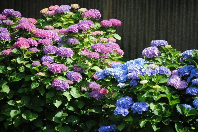 Hortensje ogrodowe mają różnokolorowe kwiaty. Kwiatostany są kuliste lub lekko spłaszczone.