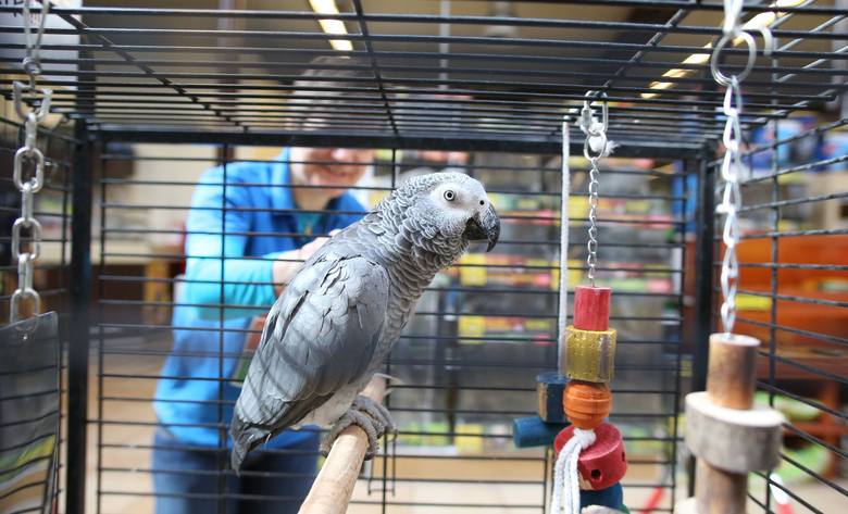 Gucio, gadająca i niezwykle towarzyska papuga z Łodzi