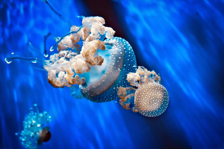 Przepiękna meduza w jednym z europejskich akwariów
