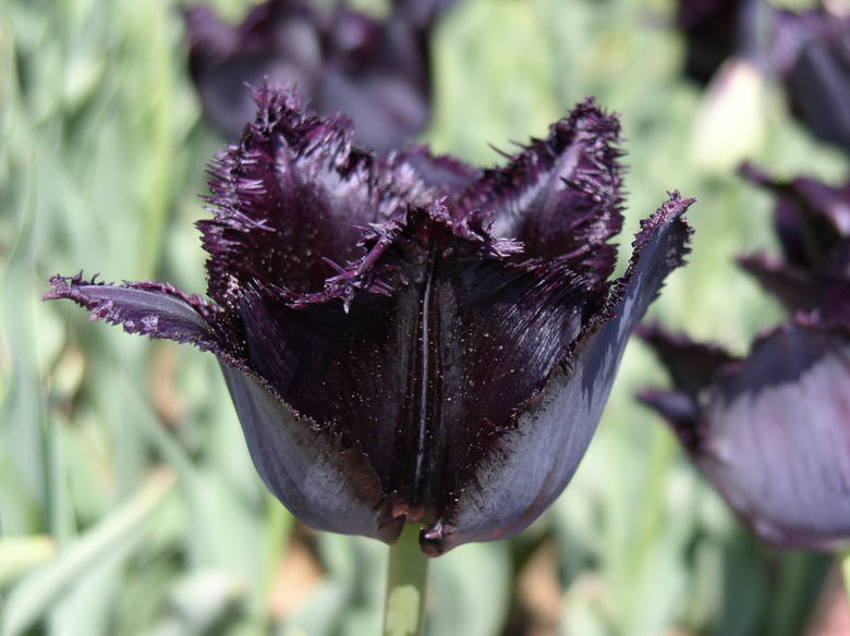 fot. Magiczne Ogrody - tulipan "Fringed Black"