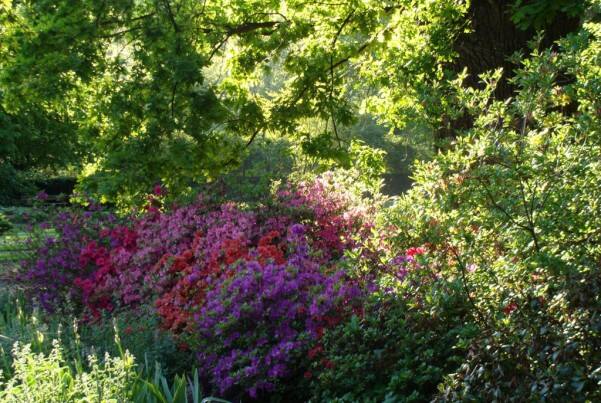 Kwitnące różaneczniki i azalie to prawdziwa ozdoba ogrodu.