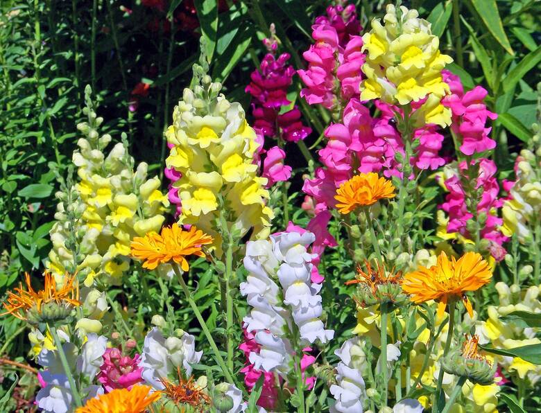 Zobacz, jakie kwiaty możesz wyhodować z nasion niewielkim kosztem.