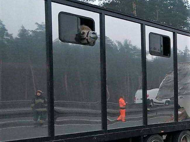 Wypadek na autostradzie A1: w gęstej mgle autobus pełen turystów wjechał w wóz cyrku Arena ze zwierzętami