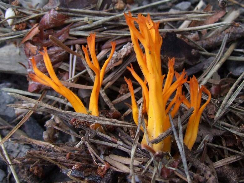 W Polsce występuje kilka gatunków tych grzybów, ale najbardziej wyraziste kolory ma pięknoróg największy.